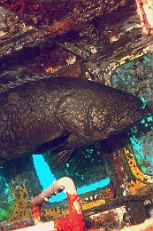 Sipadan_2015_Loche ou Merou geant_Epinephelus lanceolatus_IMG_2611_rc